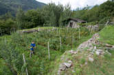 20120731_104100 Coltivazioni di frutti di bosco.jpg